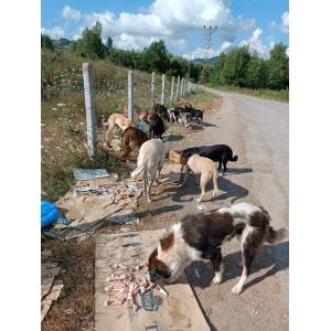 Bartın Patileri ( Neriman Çavlı )