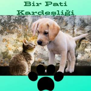 Bir Pati Kardeşliği