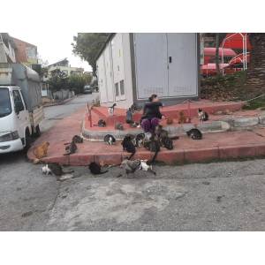 fatihin_sokak_canlari