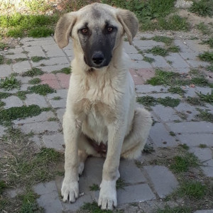 Bir Şans Getir 
