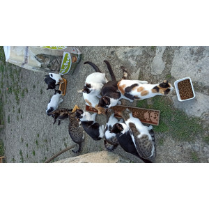 anneminkedilerii