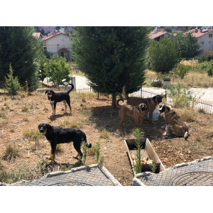 Uşakbanazamama