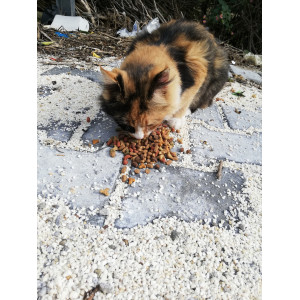 Ecem'in Patilileri