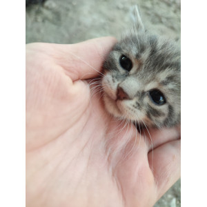 Melek Patiler