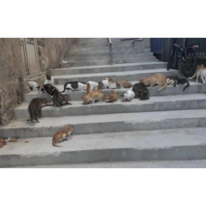 Marmara Adası 