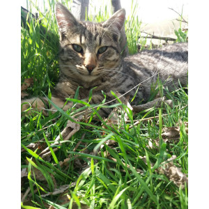 Elazığ Pati Dostu