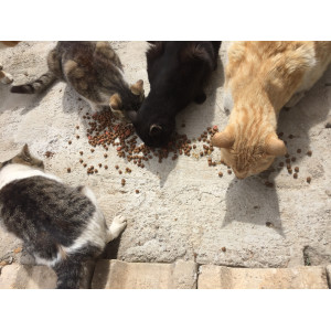 Çok Patili Dünya