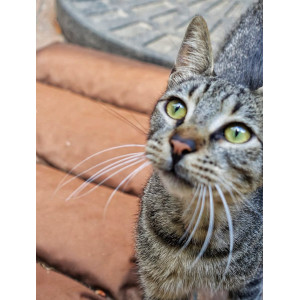 Sule's Rescues