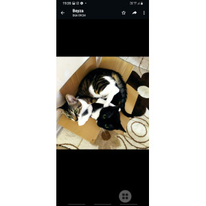 1 Kedi Ailesi