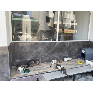 Pati Sever Osmaniye