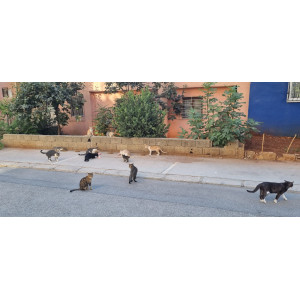 Mahallemincanları33