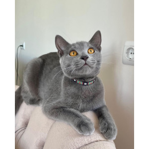 MrPiko