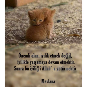 Cilek ve dostlari