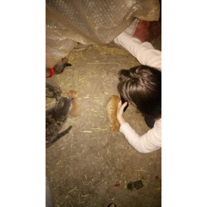 Onlyanimals Amasya