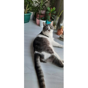 MagicPaws