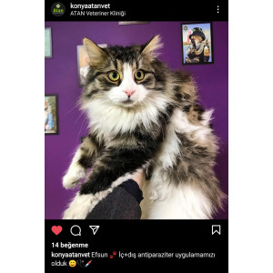 Fipli kedi yardım