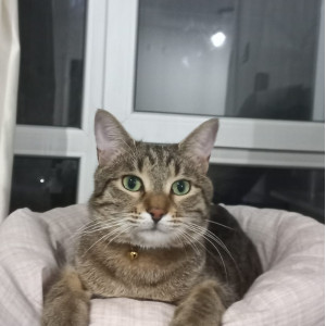 Kedi canlar