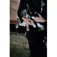 Ağrı Sokak Canların Sesi