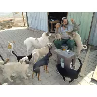 Alibabanin çiftliği