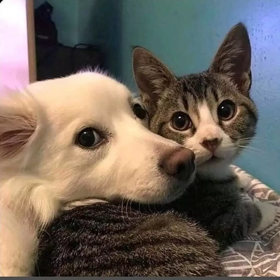 Asyanın can dostları