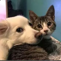 Asyanın can dostları