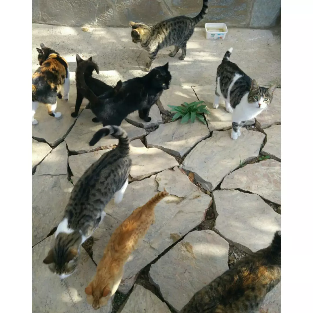 Bademağacı  köyü küçük dostlar