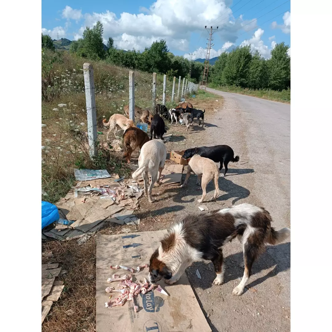 Bartın Patileri ( Neriman Çavlı )