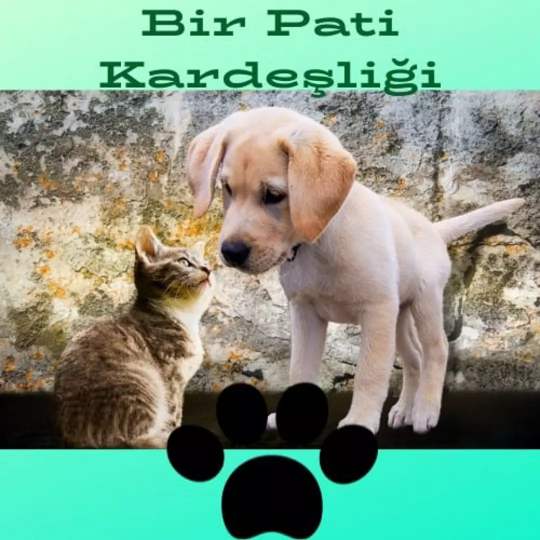 Bir Pati Kardeşliği