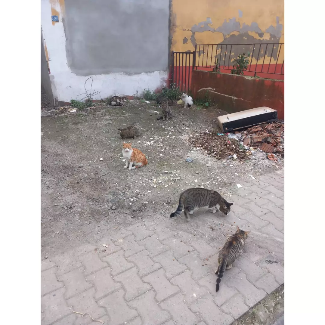 Espiye Sokak Hayvanları