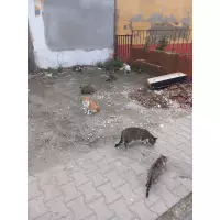 Espiye Sokak Hayvanları