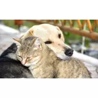 Patili bebeklerimize yardım