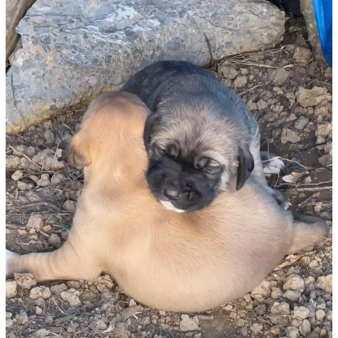 FilizNesimi Canları