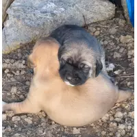 FilizNesimi Canları