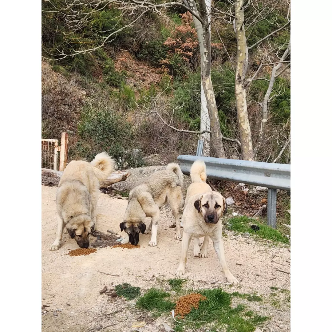 Fufunun Patili Dostları