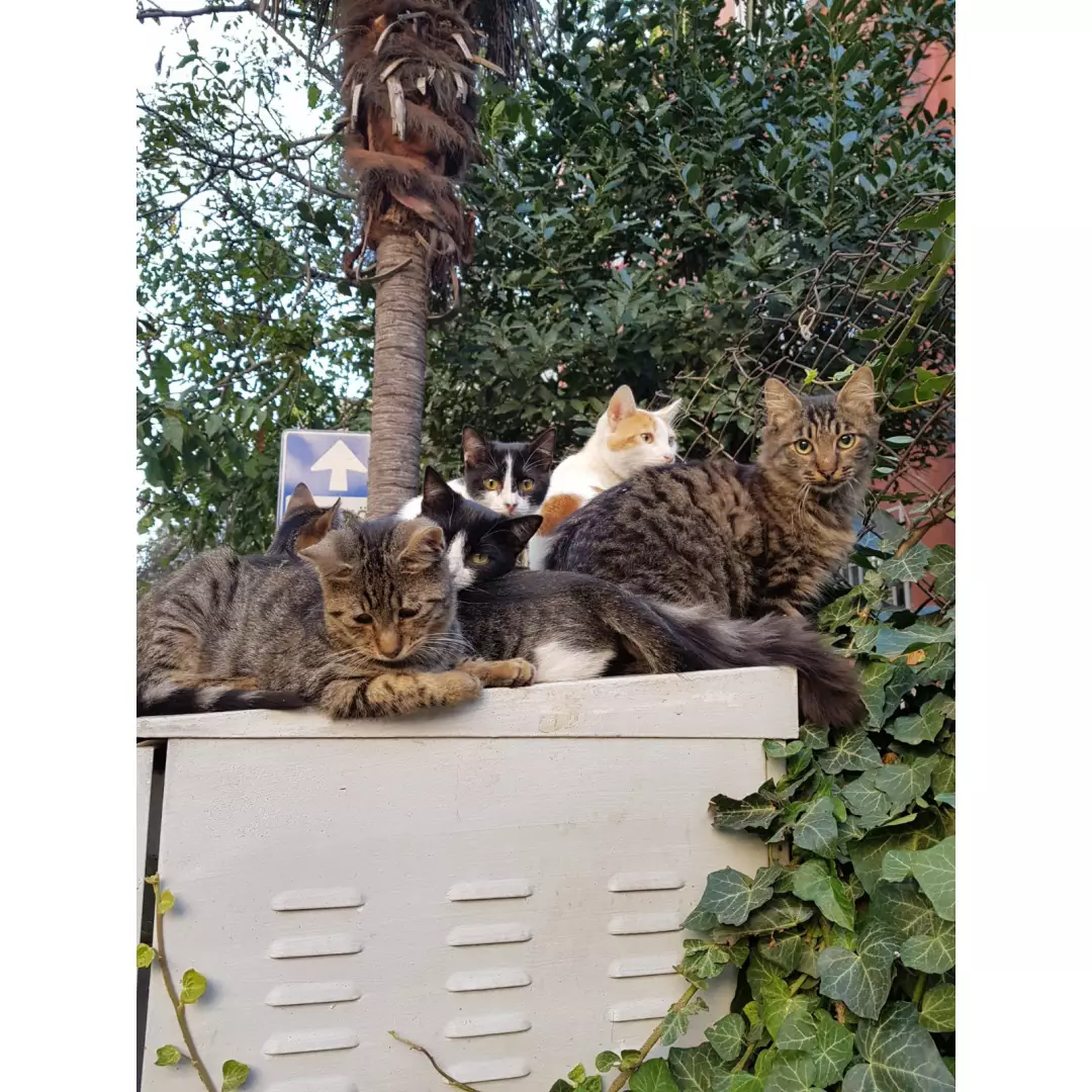 Hasırcıbaşı Kedileri