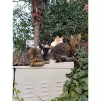 Hasırcıbaşı Kedileri