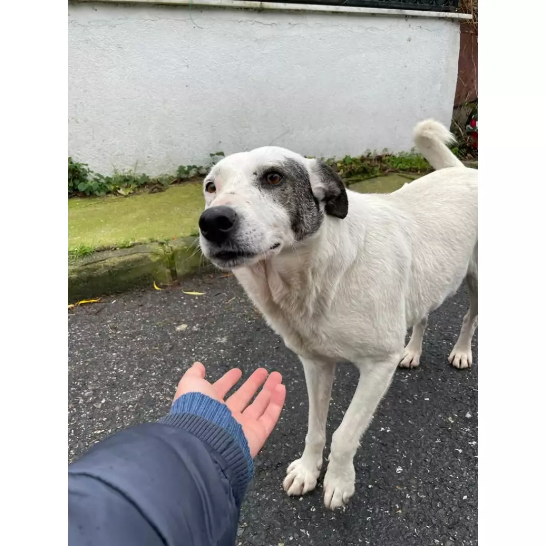 Hayvan Hakları Savunucusu