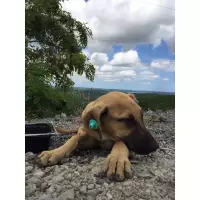 Kimsesiz Pati İzleri