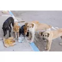 Moda Kadıköy Patileri