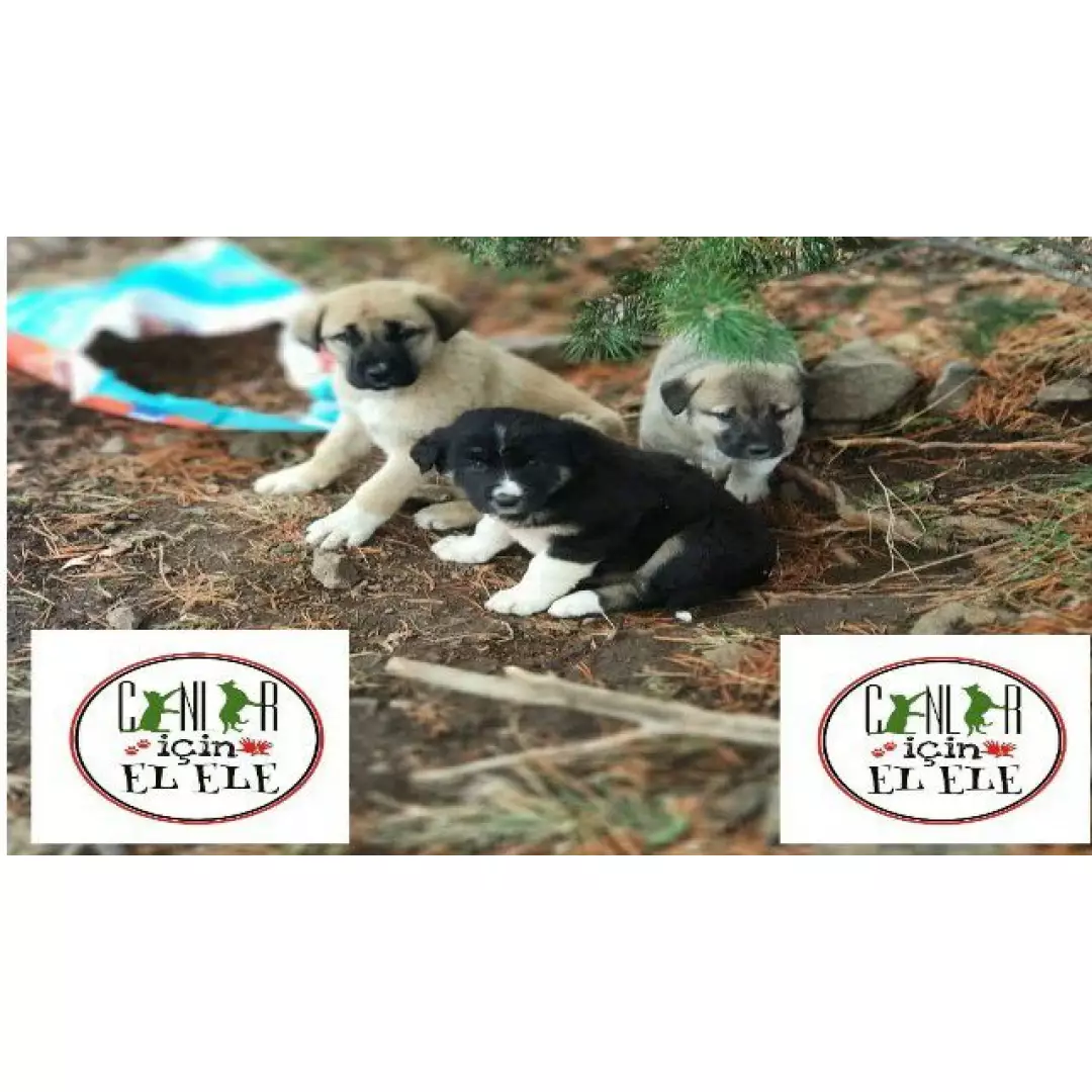 Paticanlarinin Almanya Melekleri 