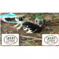 Paticanlarinin Almanya Melekleri 