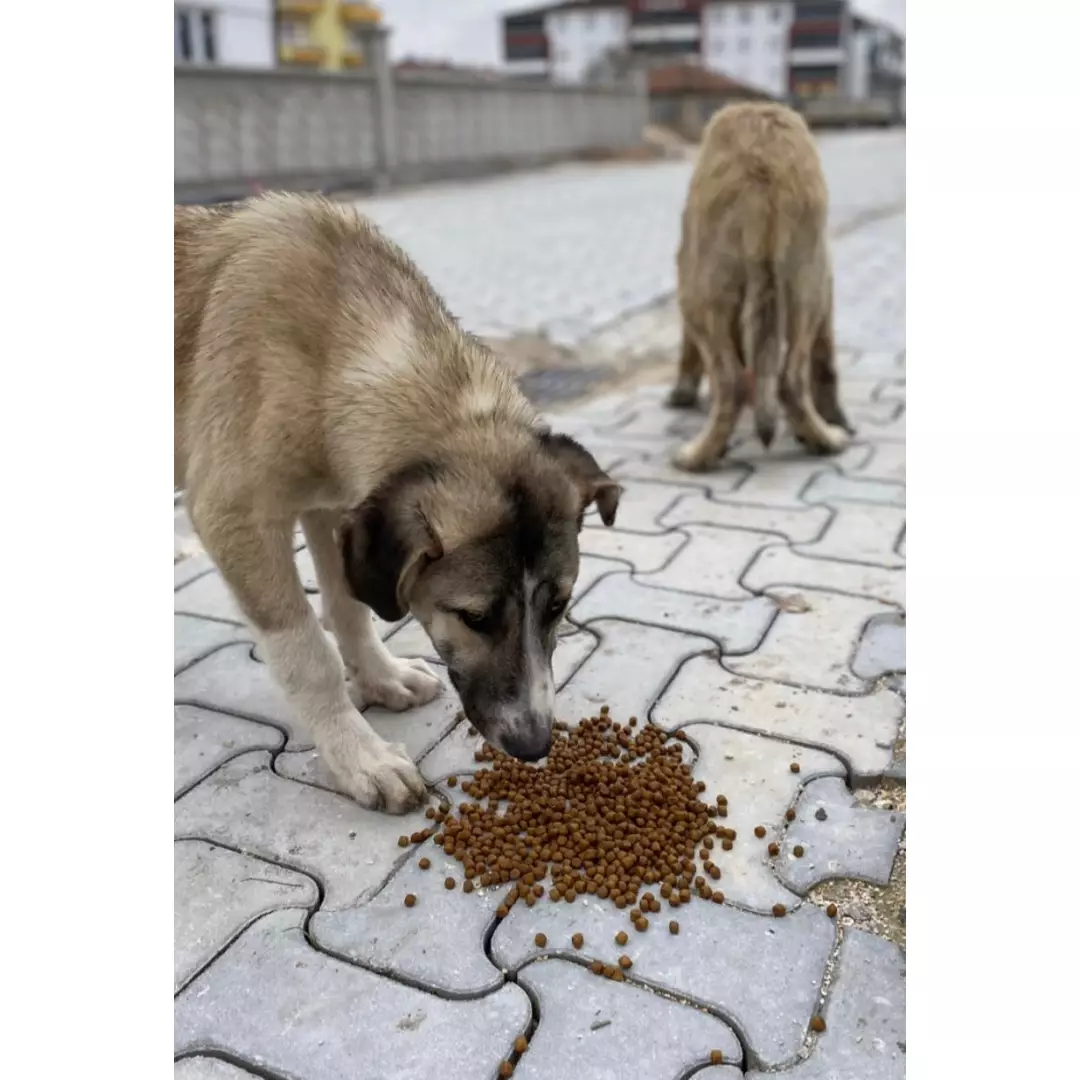 Patili dostlarımıza