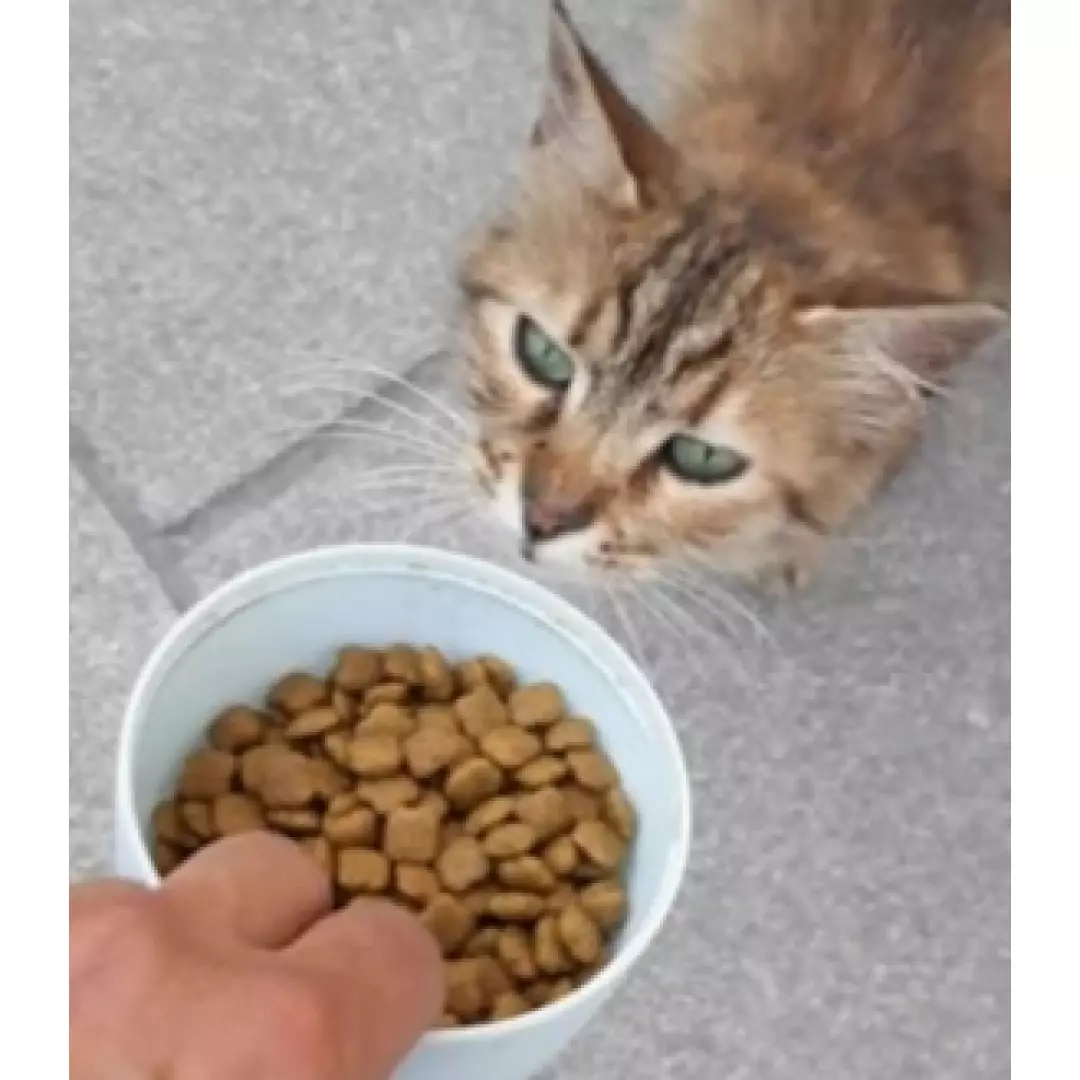 patime mama getir Nurşen Çobanözel