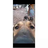 Paw Life Village İstanbul