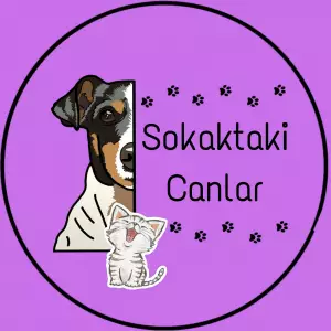 Sokaktaki Canlar - Yağmur Blt