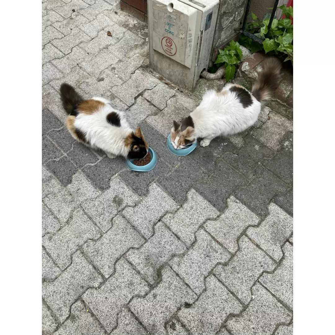 Sokaktaki Dostlarım istanbul