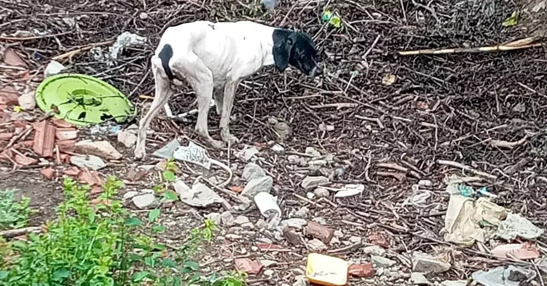 Döllük köyü canları