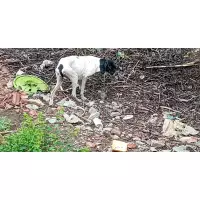 Döllük köyü canları