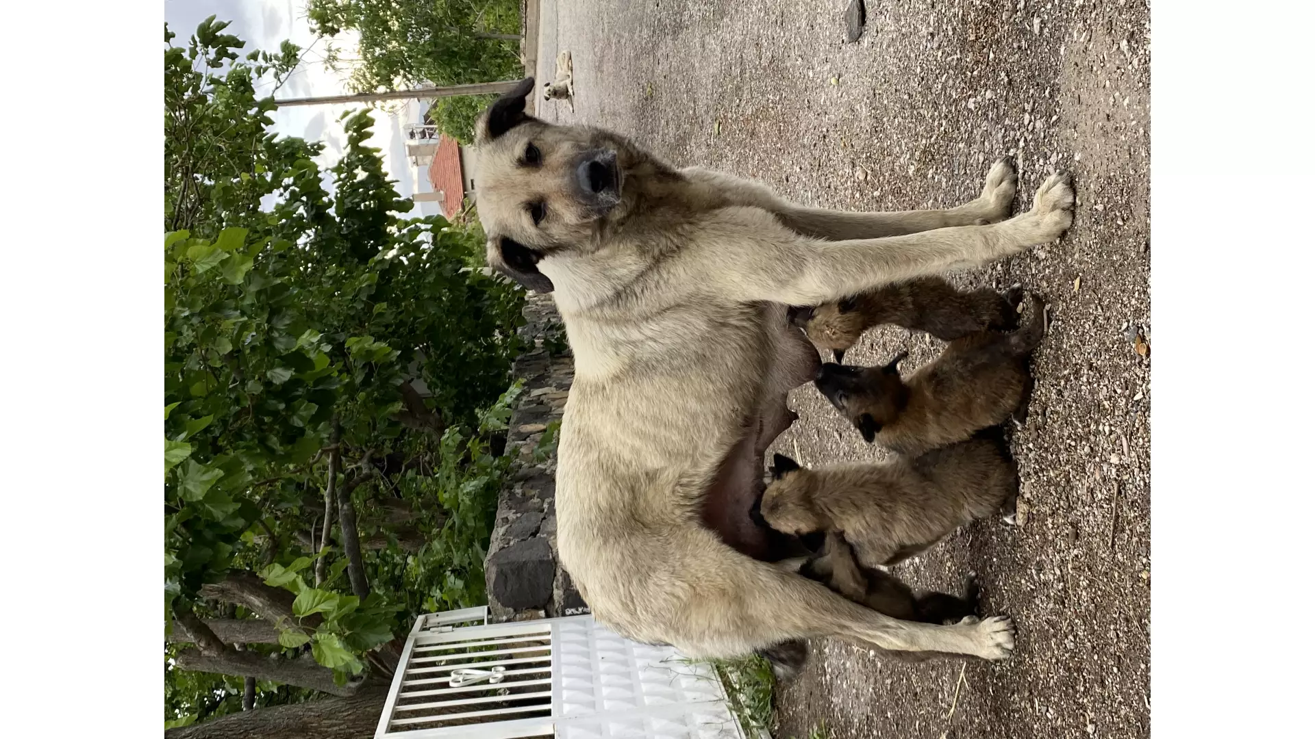 Beyzanın Patileri Ankara