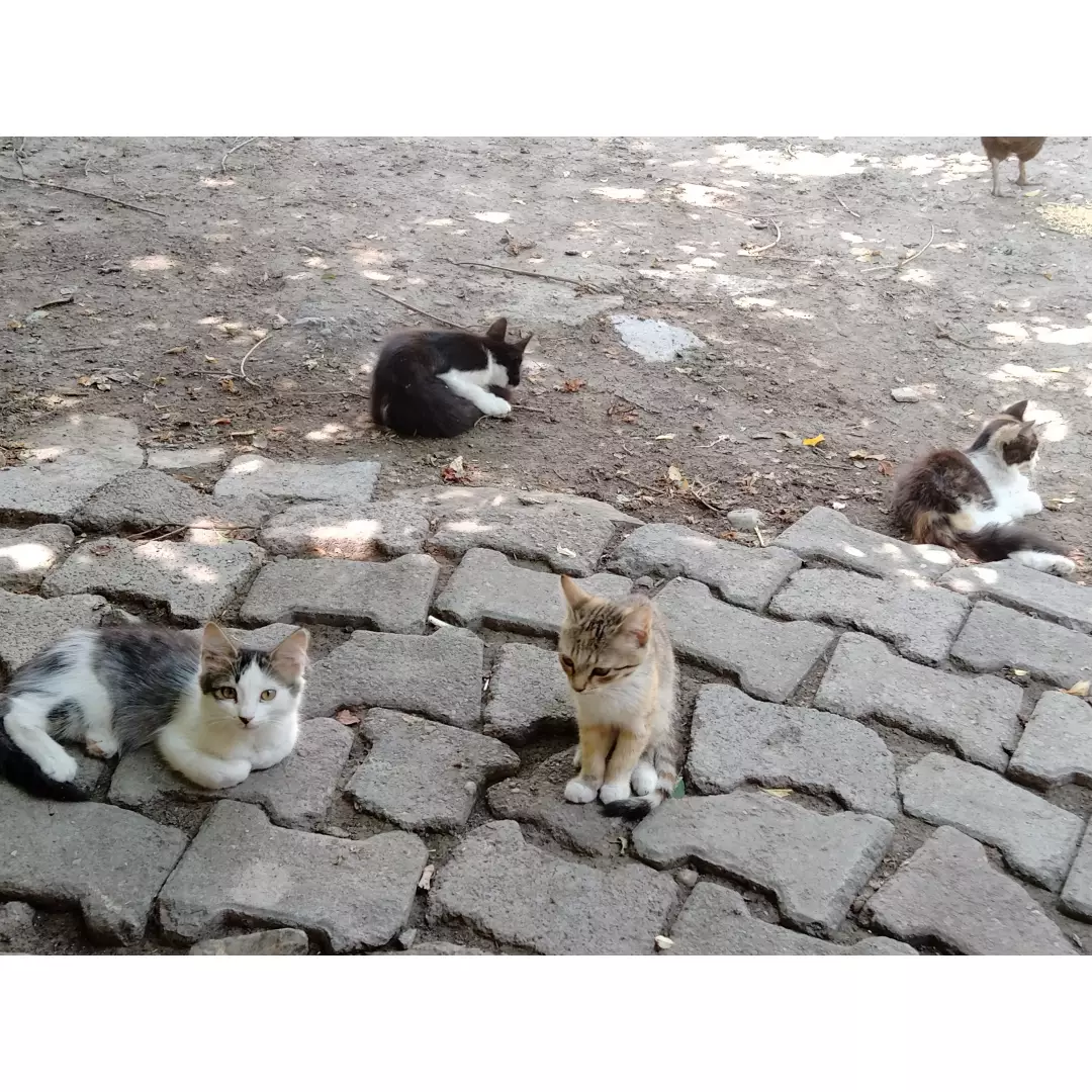 Sevimlisokakkedileri